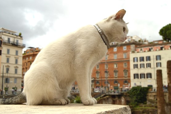 largo di torre argentina katze